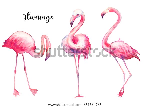 水彩フラミンゴセット 白い背景に手描きの明るいエキゾチックな鳥 ワイルドライフイラスト のイラスト素材