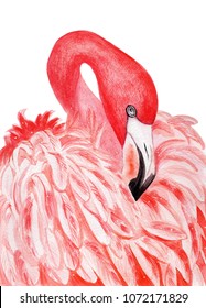 Watercolor flamingo. Tropical exotic bird pink flamingo isolated on white background. Watercolor hand drawn illustration. Print for wrapping, wallpaper, cards, textile.