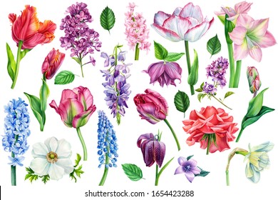 watercolor flora, spring flowers on an isolated background, set of tulip, hyacinth, daffodil, lilac, roses, botanical illustration