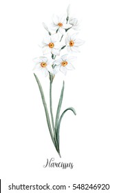 Watercolor floral botanical illustration. branch with small daffodils on a white background.  Spring greeting card