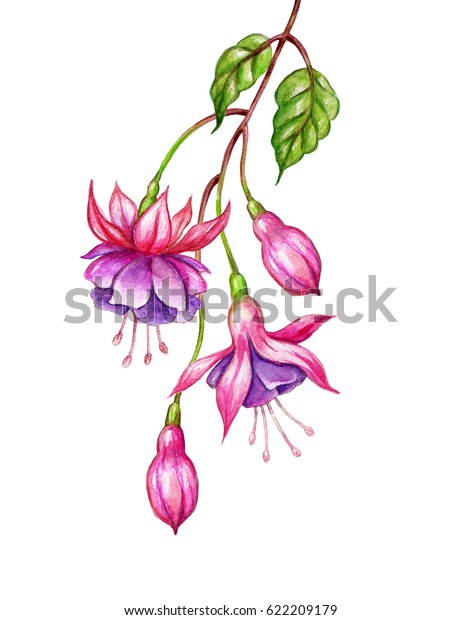 watercolor\
floral botanical illustration, green leaves, wild garden pink\
fuchsia flowers, isolated on white\
background