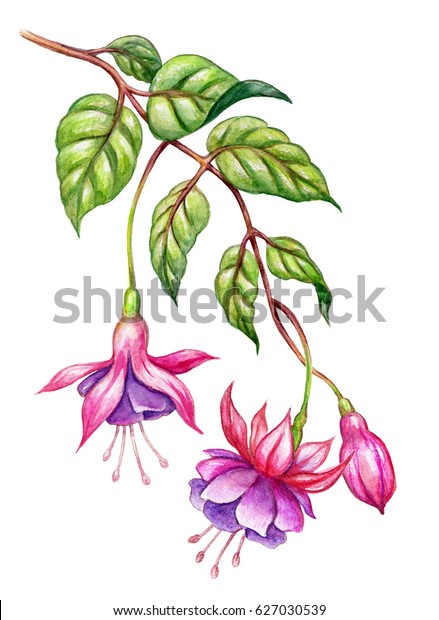 watercolor
floral botanical illustration, green leaves, wild garden pink
fuchsia flowers, isolated on white 
background