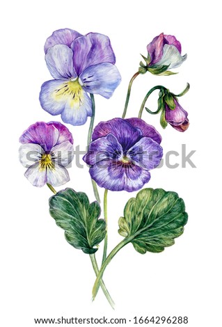 Watercolor Floral Collection of Colorful Violets. Realistic Botanical Illustration of Light Purple, Pink and Blue Violets Blossoms and Buds Isolated on White. Vintage Style Pansy Flowers.