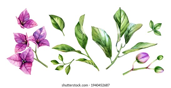 Watercolor floral collection of elements. Purple bougainvillea branch in blossom, flowers, leaves. Hand painted tropical set. Botanical illustrations isolated on white