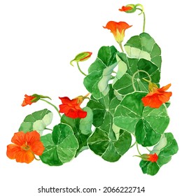 1,088 Nasturtium drawing Images, Stock Photos & Vectors | Shutterstock