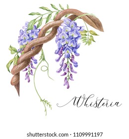 Watercolor Floral Corner. Wisteria Flower.