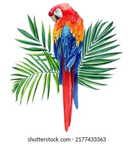 Watercolor Floral Exotic Illustration With Parrot, Tropical Leaves Palm. Macaw Red