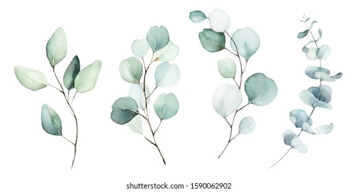 Watercolor floral illustration set    green leaf branches collection  for wedding stationary  greetings  wallpapers  fashion  background  Eucalyptus  olive  green leaves  etc 