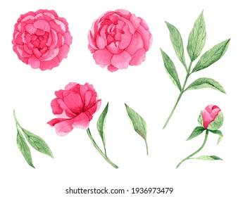 Watercolor floral illustration set - pink peonies and green leaves collection. Design elements for patterns, frames and compositions for wedding or invitations in floral style. Real watercolor.