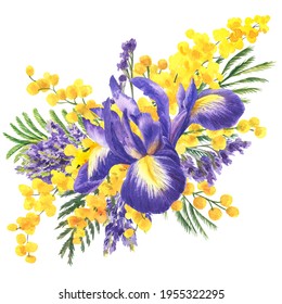 Watercolor floral illustration. Spring flowers, irises and mimosa isolated on white background. Handmade flowers for wedding anniversary, birthday, invitations ahd postcards. Bright colours