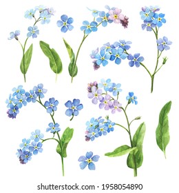 Watercolor floral illustration. Spring flowers, forget me not isolated on white background. Handmade flowers for wedding anniversary, birthday, invitations ahd postcards. Bright colours