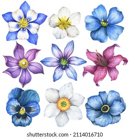 Watercolor floral set, hand drawn illustration of clematis, flax, columbine, pasque, lily, daffodil, anemone and pansy flowers. Floral elements isolated on white background.