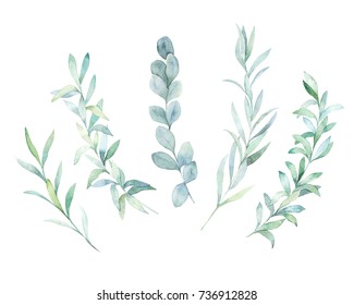 Watercolor floral set. Hand drawn isolated illustration. Botanical art background