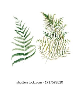 Watercolor floral set. Hand painted illustration of forest herbs, greenery. Green leaves of fern isolated on white background. Botanical illustration for design, print or background