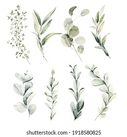 Watercolor floral set. Hand painted illustration of forest herbs, greenery. Green leaves isolated on white background. Botanical illustration for design, print or background