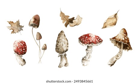 Watercolor floral set. Hand painted autumn mushrooms, forest oak leaves, acorns, fall dried leaf, isolated on white background. illustration for card design, baby print, poster - Powered by Shutterstock