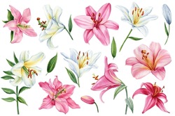 Watercolor Floral Set. Lily Flower On Isolated White Background, Botanical Illustration. Pink And White Flowers