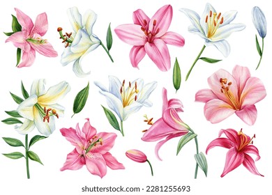 Watercolor floral set. Lily flower on isolated white background, botanical illustration. Pink and white flowers