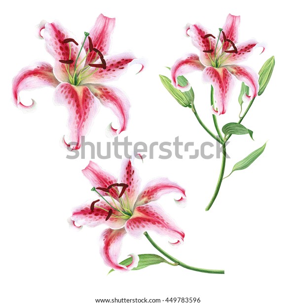 Watercolor Floral Set Lily Flowers Stock Illustration 449783596 ...