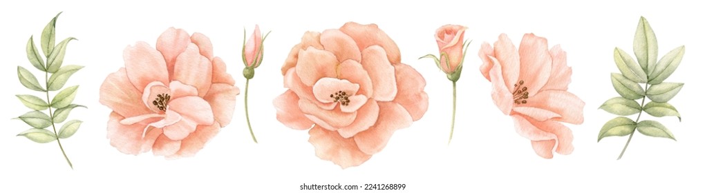 Watercolor floral set with pink peach Roses and green leaves. Hand drawn illustration for greeting cards or wedding invitations on isolated background. Botanical drawing with blooming plants and buds.