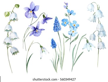 Watercolor Floral Set Spring Flower Lily Of The Valley. Violet. Snowdrop. Blue Muscari