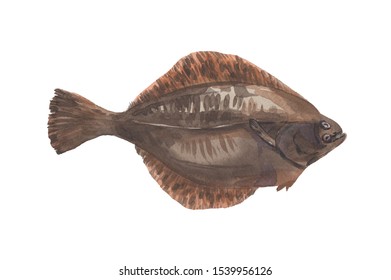 Watercolor flounder on a white background