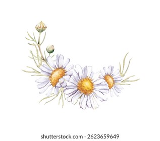 Arreglo de flores de acuarela con margaritas blancas, hojas de manzanilla y brotes. Ilustración botánica para postales, invitaciones y otros diseños navideños.