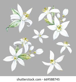 watercolor flower bergamot, some isolated elements, floral composition with flowers and bergamot leaves, gray background