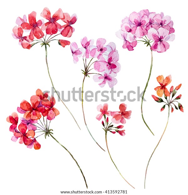 水彩花ゼラニウム ピンクと赤の花 物 分離 春 のイラスト素材