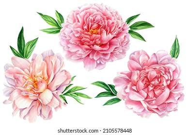 Watercolor flower illustration, pink peony on a white background. Set Peonies flowers