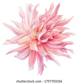 Watercolor flower, pink dahlia, isolated white background, botanical illustration