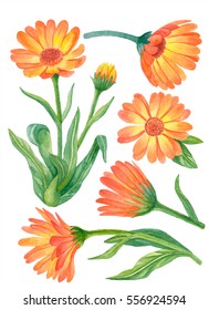 Watercolor Flower Set, Hand Drawn Floral Illustration, Calendula Flowers Isolated On White Background.