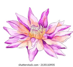 Watercolor Flower, Tropical Purple Element, White Background, Isolated