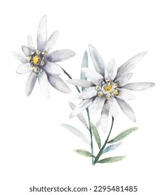 Flor acuarela. Dos flores de Edelweiss sobre un fondo blanco.
