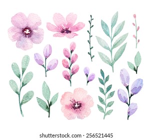 Watercolor  flowers