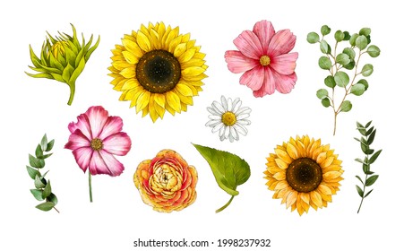 Watercolor flowers collection. Sunflower, chamomile, eucalyptus, ranunculus, Cosmos flower. Botanical hand drawn illustration isolated on white background. For wedding invitations, template card