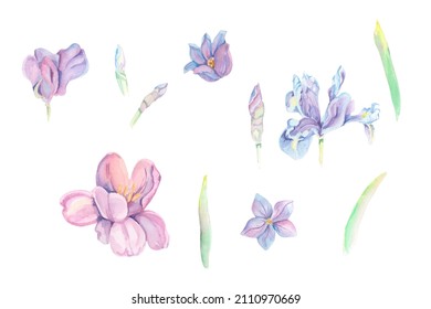 Watercolor flowers. Watercolor floral illustration. Watercolor sweet pea, tulips, iris flower. Set of flowers and branches. Handdrawn elements Isolated on white background