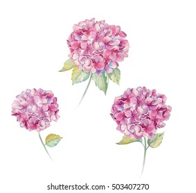 watercolor flowers hydrangea 