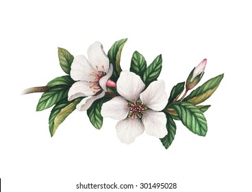 Apple Blossom Drawing High Res Stock Images Shutterstock