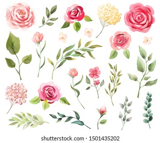 Watercolor flowers, leaves. Set isolated on white background