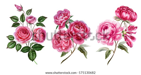 水彩花 ピンクの花セット バラの枝 牡丹の枝 植物イラスト 花柄のイラスト 結婚式 バレンタインデー 招待状 カード のイラスト素材