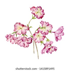 Primrose Drawing Images Stock Photos Vectors Shutterstock New users enjoy 60% off. https www shutterstock com image illustration watercolor flowers primrose botanical drawing illustration 1415891495