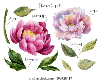Watercolor flowers set. Beautiful spring and summer collection withl eaves, rose, peony