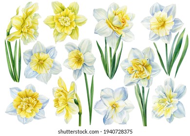 Watercolor flowers, Set of daffodils on isolated on white background, botanical illustration, flora design