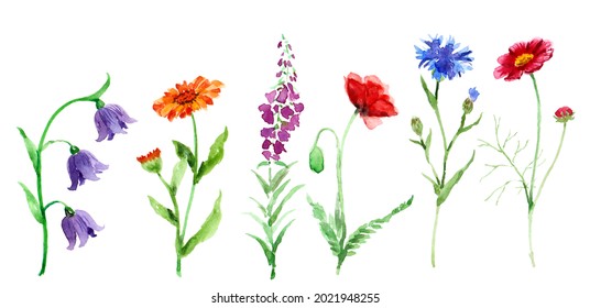 9,832 Bellflower illustration Images, Stock Photos & Vectors | Shutterstock