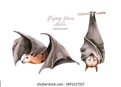 Watercolor flyinf fox  Sleeping black fruit bat hanging on tree branch   flying bar  Nursery illustration  White background 