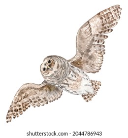 Watercolor Flying Barn Owl. Hand Drawn Illustration Of Wild Nocturnal Bird.