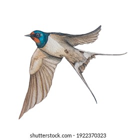 Watercolor Flying Barn Swallow Bird Painting, Hand Painted, Isolated