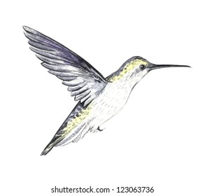 watercolor flying hummingbird