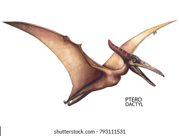 Watercolor flying pterodactyl. Hand painted dinosaurs isolated on white background. Predator animal of the prehistoric period